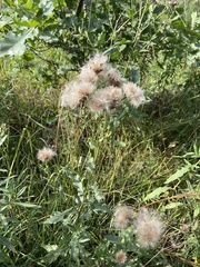 Cirsium arvense