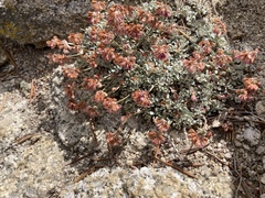 Eriogonum wrightii subscaposum