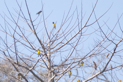 Mycerobas melanozanthos