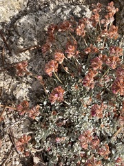 Eriogonum wrightii subscaposum