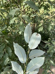 Salix cinerea