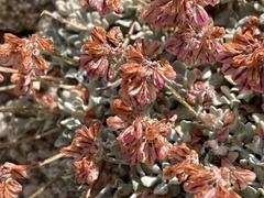 Eriogonum wrightii subscaposum