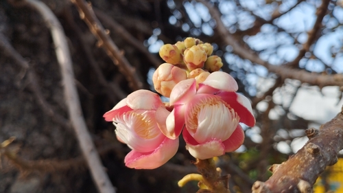 Couroupita guianensis