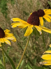 Rudbeckia hirta