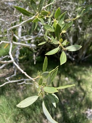Salix lutea