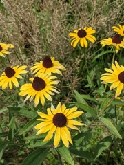 Rudbeckia hirta