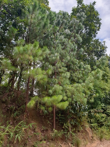 Khasi pine