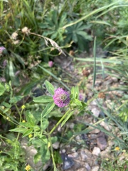 Trifolium pratense