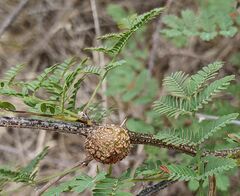 Tanaostigmodes howardii