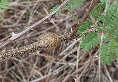 Tanaostigmodes howardii