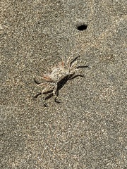 Ocypode gaudichaudii