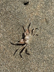 Ocypode gaudichaudii