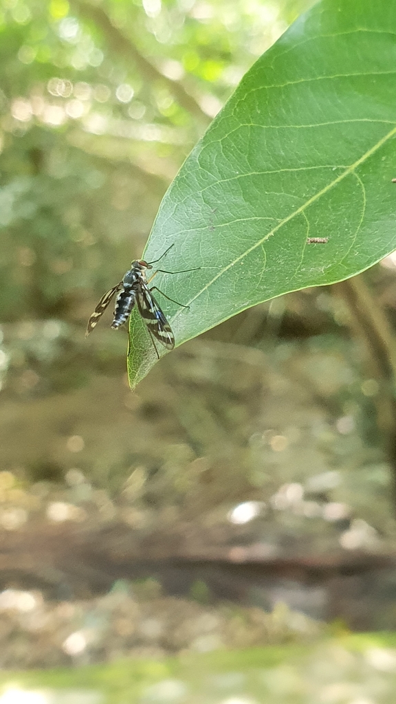 Suragina concinna