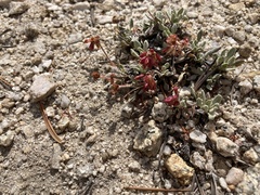 Eriogonum wrightii subscaposum