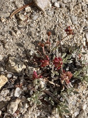 Eriogonum wrightii subscaposum