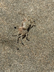 Ocypode gaudichaudii