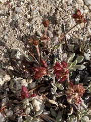 Eriogonum wrightii subscaposum