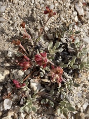 Eriogonum wrightii subscaposum