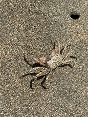 Ocypode gaudichaudii