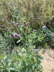 Cirsium arvense