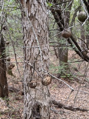 Disholcaspis pruniformis