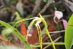 Maxillaria speciosa