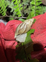 Plekocheilus glaber