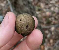 Disholcaspis pruniformis