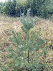 Pinus sylvestris