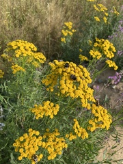 Tanacetum vulgare