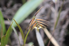 Elleanthus lancifolius