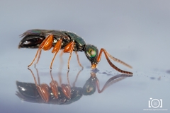 Adelphe anisomorphae