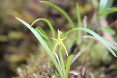 Maxillaria pergracilis