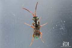 Adelphe anisomorphae