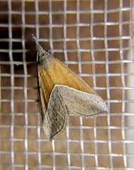 Hypena lividalis
