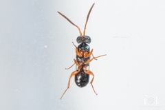 Adelphe anisomorphae