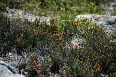 Cassiopoideae