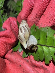 Plekocheilus glaber