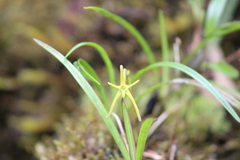 Maxillaria pergracilis