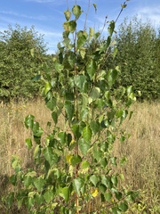 Betula pendula