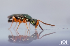Adelphe anisomorphae