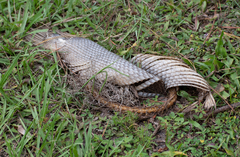 Lepisosteus platyrhincus