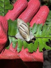 Plekocheilus glaber