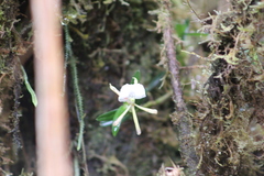 Epidendrum silverstonei