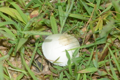 Chlorophyllum hortense