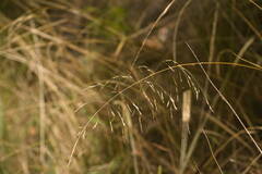 Deschampsia nubigena