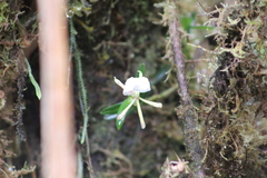Epidendrum silverstonei