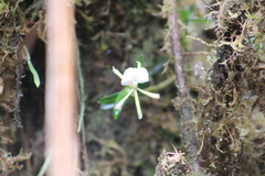 Epidendrum silverstonei
