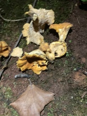 Cantharellus
