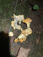 Cantharellus